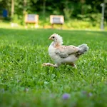 Göstling Göstling an der Ybbs