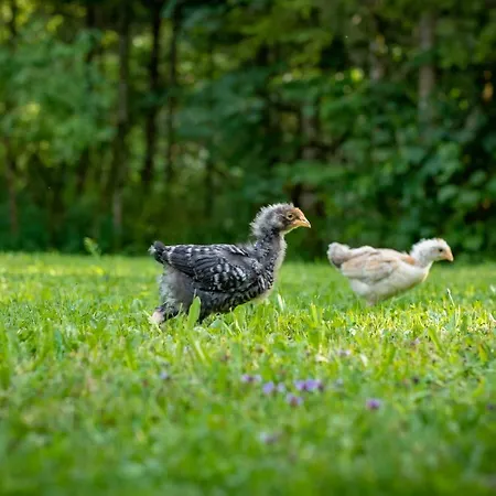 Casa de Férias Goestling *