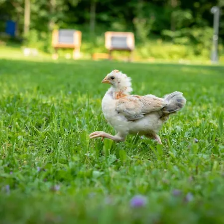 Goestling Göstling an der Ybbs