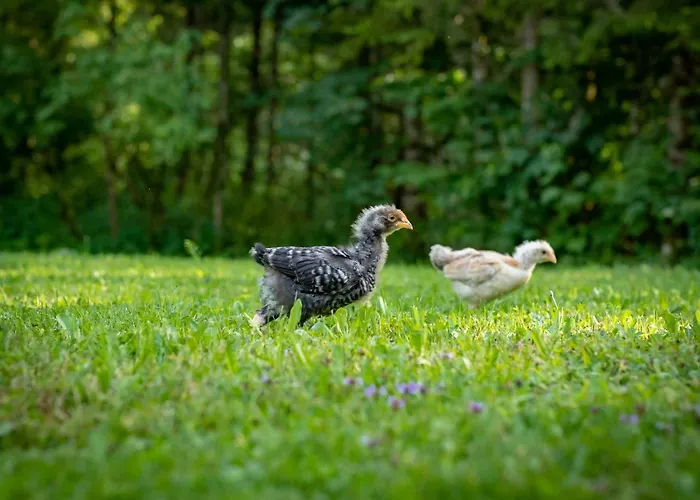 Nyaraló Goestling *