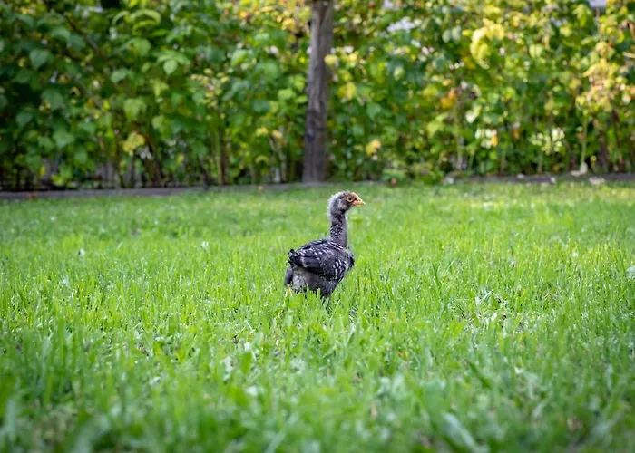 Goestling * גוסטלינג אן דר איבס